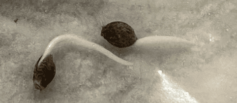 Cannabis Seed roots in paper towel - 1.png