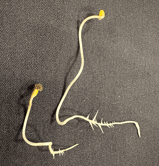 Cannabis Seed roots in paper towel - 8 days.png