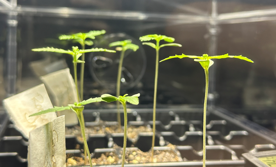 Cannabis Seedling in soil - 3.png