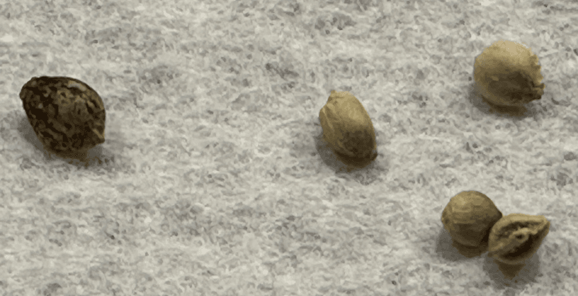 Cannabis Seeds - good vs not good.png