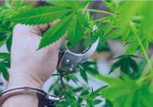 How Many Marijuana Arrests in Minnesota.png