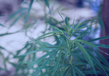 Minnesota Marijuana Tax Revenue 2025.png